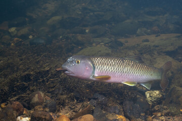 River chub holding rock and building mound