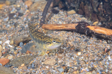 Bronze darter on sandy river bottom