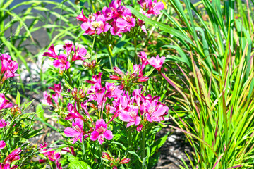 Inkalilien (Alstroemeria)