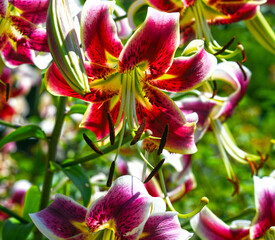 Taglilie - Orientalische Lilie 'Scheherazade'
Lilium 'Scheherazade'