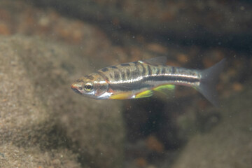 Fototapeta premium Mountain redbelly dace in a rocky river