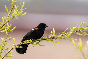 Red-winged blackbird on a perch