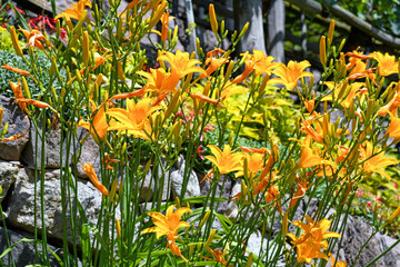 Gelbrote Taglilie (Hemerocallis fulva)