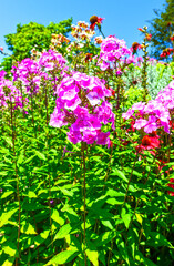 Flammenblumen (Phlox) in den Gärten von Schloss Trauttmansdorff in Meran, Südtirol (Italien)