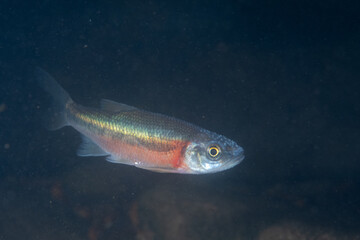 Fototapeta premium Rosyside dace in a river