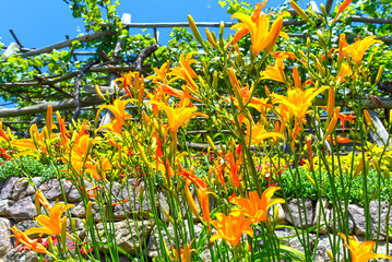 Gelbrote Taglilie (Hemerocallis fulva)