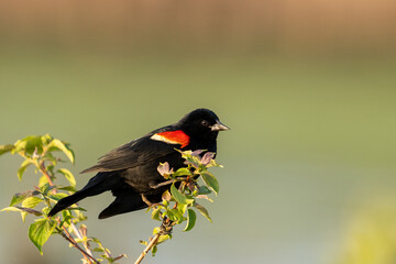 Red-winged blackbird on a perch