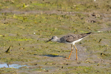 Greater yellowleg foraging in marsh