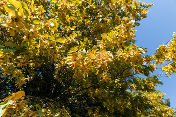 Fototapeta premium hornbeam trees in the autumn season in sunny weather