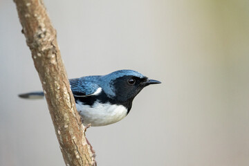 Black-throated blue warbler on a perch