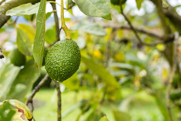 Green hass avocado fruit hanging on the tree - Persea americana