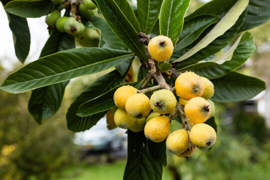 Ripe loquat fruit on the tree - Eriobotrya japonica
