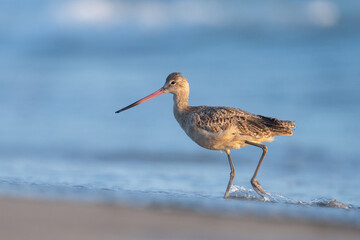 Marbled godwit walking in beach