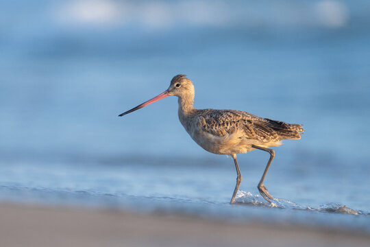 Marbled godwit walking in beach