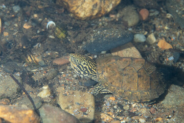 Striped musk turtle at bottom of a river