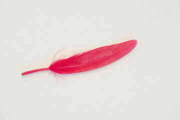 Single Red Feather on White Background with Room for Text