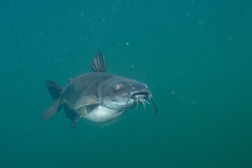 Channel catfish in a lake