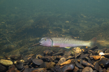 River chub holding rock and building mound