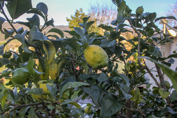 lemons in Galicia, Spain during spring