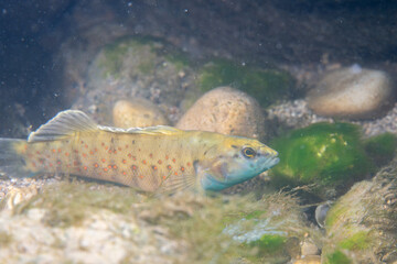 Spotted darter on rocky river bed