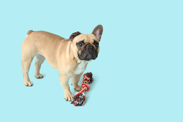 Cute French bulldog with toy on blue background - obrazy, fototapety, plakaty