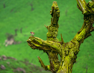 Fototapeta premium Aves en la reserva de LACHAY Peru