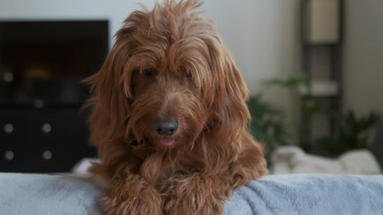 Goldendoodle pet at home, sitting on the couch and looking at the camera