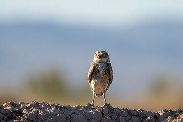 Closeup of burrowing owl on a mound