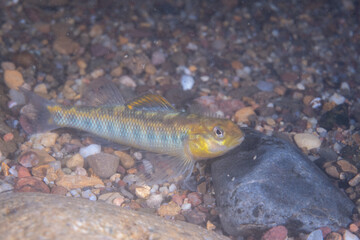 Roanoke darter displaying on bottom of a river