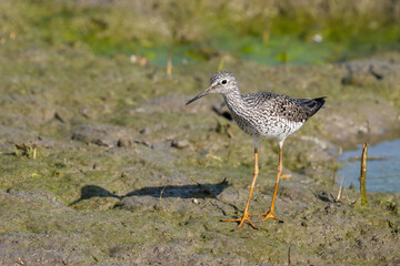 Greater yellowleg foraging in marsh