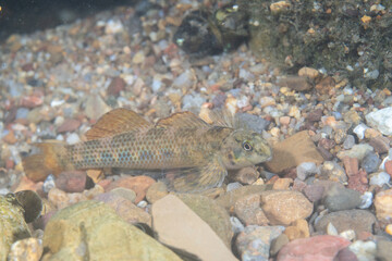Riverweed darter at bottom of a river