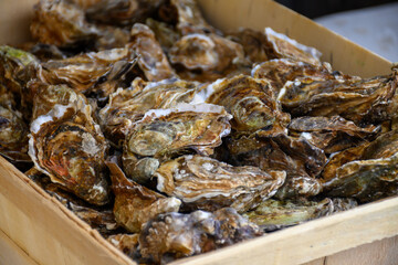 Fresh french Gillardeau oysters molluscs in wooden box ready to eat close up
