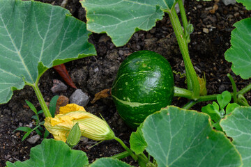 Open air plantation of green punpkin vegetables ready to harvest, eco-friendly organic farming.