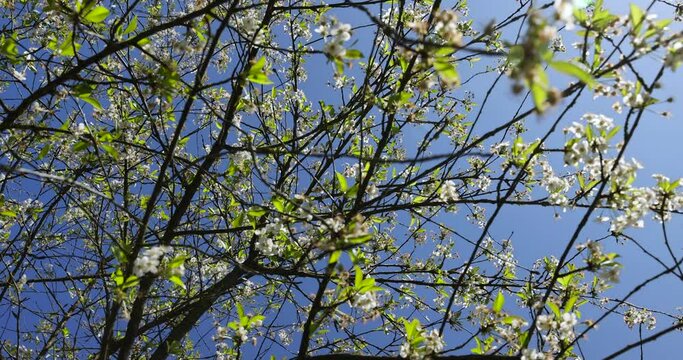 the first foliage on a cherry blossoming with white flowers in spring, sunny clear weather in an orchard with cherry blossoms