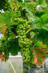 Upripe green grapes on champagne vineyards in Cote des Bar, south of Champange, France