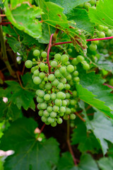 Upripe green grapes on champagne vineyards in Cote des Bar, south of Champange, France