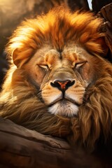 Fototapeta premium portrait of a lion