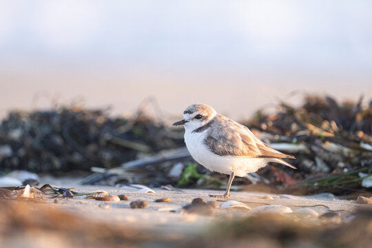 Closeup of snowy plover on a beach