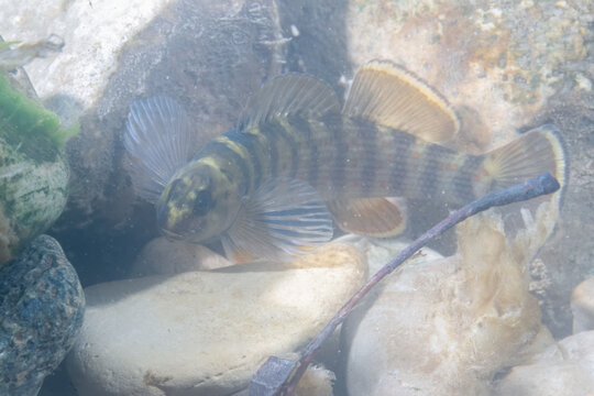 Bluebreast darter displaying on river bed