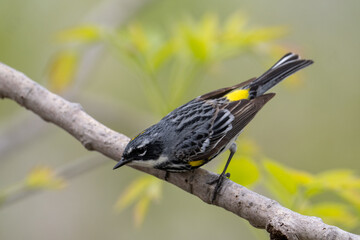 Yellow-rumped warbler on a perch