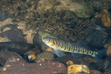 Logperch darter on river bed