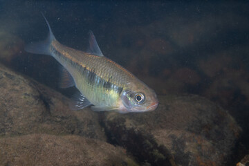 Fototapeta premium Striped shiner in a river