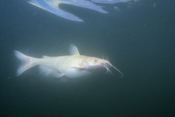 Naklejka premium Albino carfish in a lake