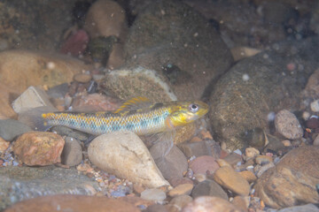 Roanoke darter displaying on bottom of a river