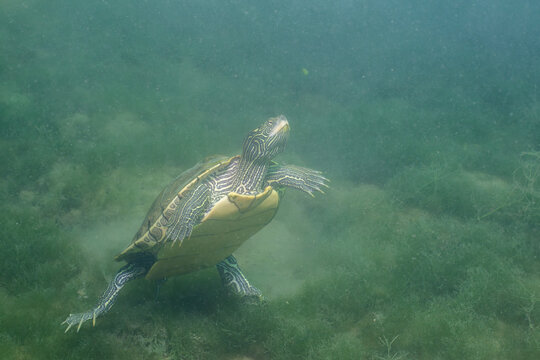 Common map turtle swimming in a lake