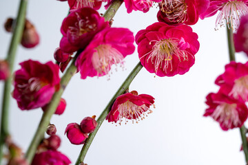 紅梅の花の白背景写真