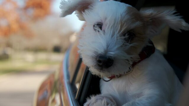 The Jack Russel terier dog looks out the window of the car that is moving. Close up