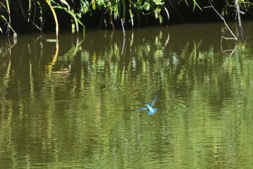 Obraz na płótnie Canvas common kingfisher in a forest