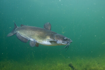 Channel catfish in a lake