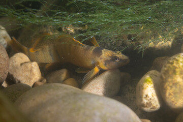 Tippecanoe darter in a rocky river bed